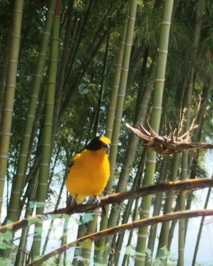 Sierra De Viboral Adventures Hotel Medellin Luxury tent